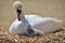 Adult swan nurturing cygnet