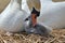 Adult swan nurturing cygnet