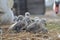 Adult swan nurturing cygnets, Abbotsbury Swannery