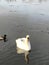 Adult swan resting on the water