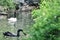 Adult swans in a pond