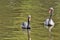 Adult swans in a pond