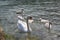 Adult swans and swan children on Lago di Garda lake, happy bird family