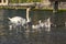 Adult swans and swan children on Lago di Garda lake, Italy