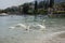 Adult swans and swan children on Lago di Garda lake, Italy, happy bird family