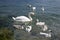 Adult swans and swan children on Lago di Garda lake, Italy, happy bird family