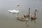 Adult swans and swan children on the river, happy bird family