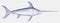 Adult swordfish xiphias gladius, marine fish from the tropical waters