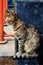 Adult tabby bicolor cat sitting in a park