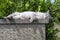 An adult tabby cat sleeping with sunbathing on a low wall
