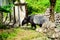 The adult tapir
