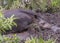 Adult Tapir Resting at Zoo