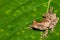 An Adult Tawny Tree Frog