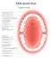 Adult Teeth anatomy