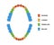 Adult teeth dentition anatomy with descriptions. Upper and lower jaw parts - incisor, canine, premolar and molar teeth