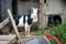 Adult Tennessee Fainting Goat Portrait