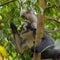 Adult Thomas langurs and child sitting on a branch and looks among the leaves (Bohorok, Indonesia)