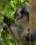 Adult Thomas langurs seen in profile on a branch and looks among