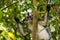 Adult Thomas langurs sitting on a branch and looks among the lea
