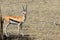 The adult Thomson`s gazelle