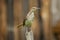 Adult Thrush Bird sitting on a wooden stake.