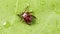 Adult tick crawling on leaf of plant in forest. Infectious disease carrier, terrible blood sucking crawling bug.