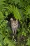 Adult tiger cat nestled in ferns looking out with stern expression