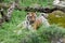 An adult tiger lies and rests in the grass