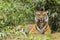 Adult tiger lying in tall grass