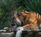 Adult tiger lying on wooden boards and licking his paw