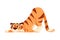 Adult Tiger with Striped Coat Playing Vector Illustration