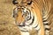 Adult tiger walking slowly