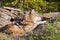 Adult timber wolf lying in rock den