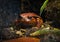 Adult tomato frog gets a close up on the rain forest floor