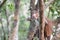 Adult Toque Macaque Monkey in Wilpattu National Park in northwest Sri Lanka