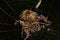 Adult Trashline Orbweaver Spider