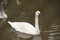 Adult Tumpeter Swan swims in a pond