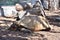 Adult turtle crawls on the ground with dry grass. Turtle in the zoo