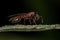 Adult Twig Queen Ant