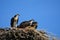 Adult with two baby Ospreys perched at the edge of their nest