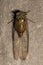 Adult Typical Cicada