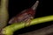 Adult Typical Treehopper