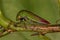 Adult Typical Treehopper