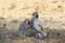 The adult Vervet monkey