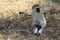 The adult Vervet monkey