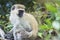 Adult vervet monkey chlorocebus pygerythrus on a tree