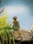 An adult Vervet monkey sits on a tree