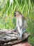 An adult Vervet monkey sits on a tree