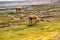 Adult Vicunas and baby grazing at the shore of Canapa lake