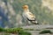 Adult vulture perched on a rock